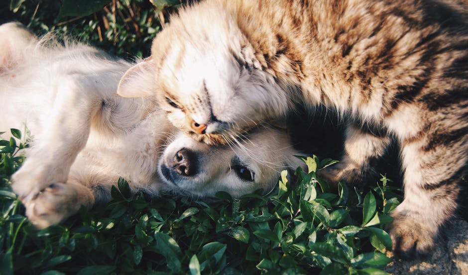Perro y gato juntos, imagen representativa de seguros para mascotas y cuidado animal.