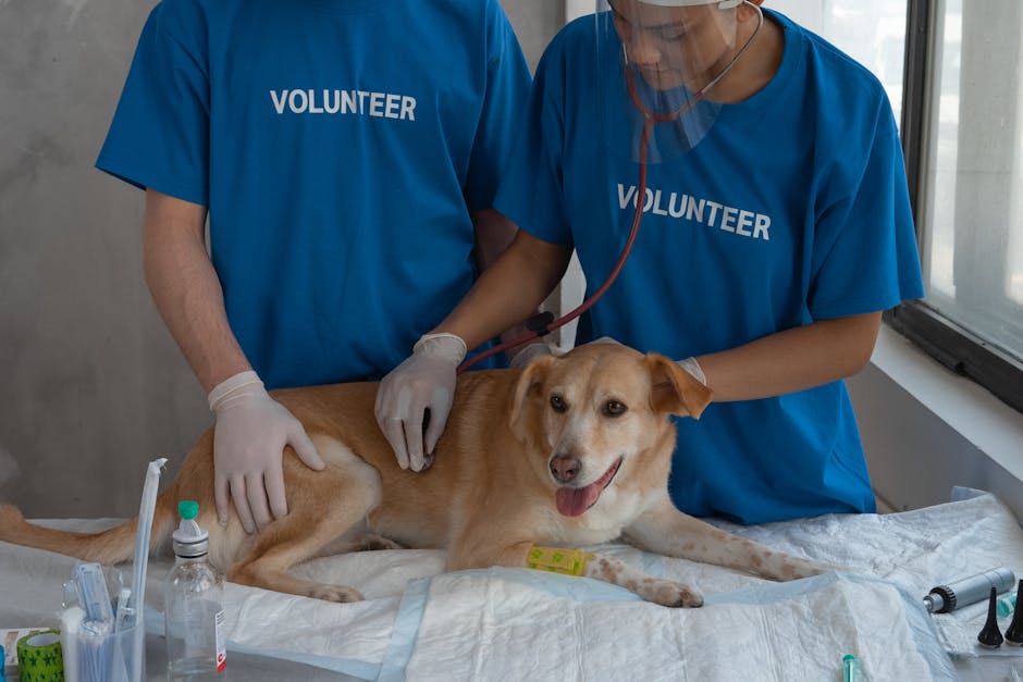 Atención veterinaria a un perro, imagen representativa de seguros para mascotas y cuidado animal.